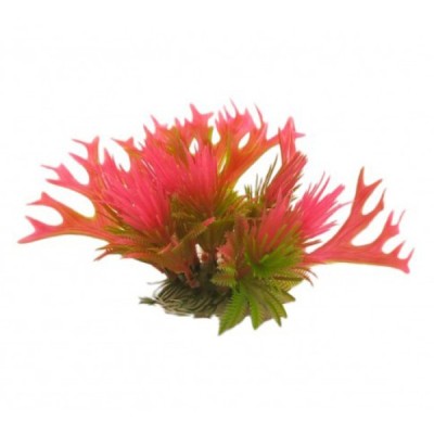 ΔΙΑΚΟΣΜΗΤΙΚΟ ΦΥΤΟ ΕΝΥΔΡΕΙΟΥ 13Χ20CM